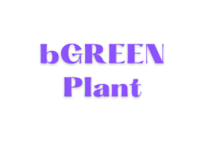 bGREEN Plant